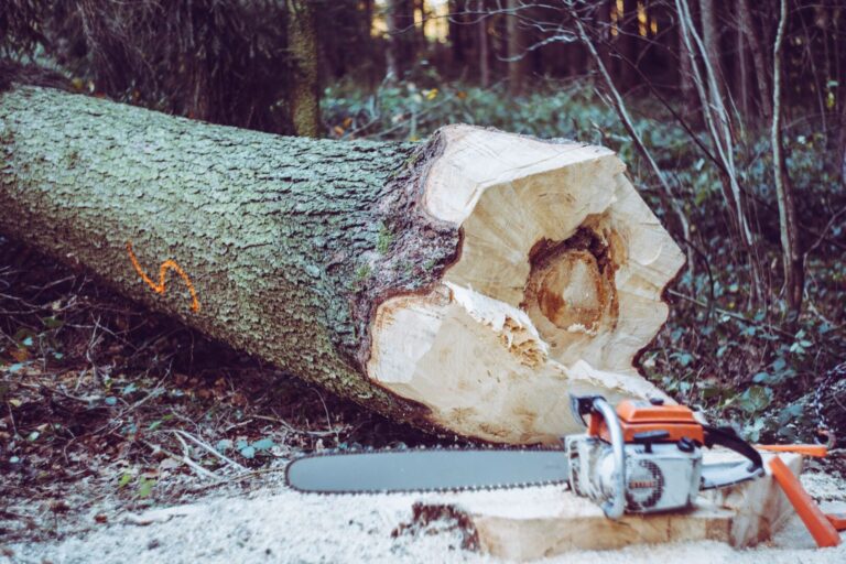 Trees being cleared for improvements at RCMP detachment