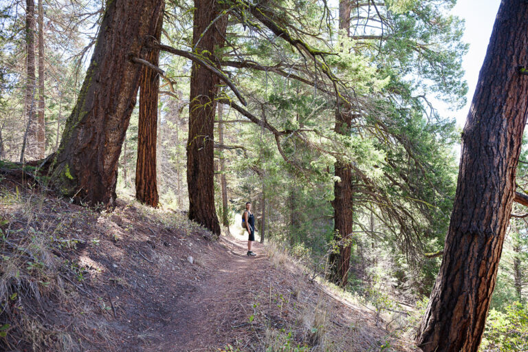 Commercial logging isn’t happening in BC parks; says BC Minister