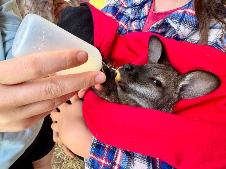 Photo of Nursing Baby Wallaby